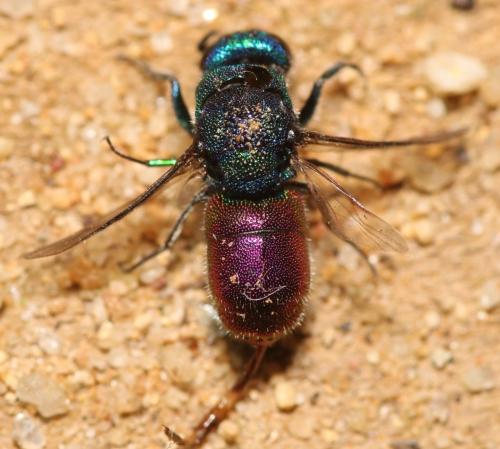 Réf. 333 048 : Chrysis interjecta